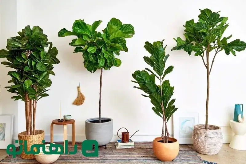 Fiddle Leaf Fig_11zon