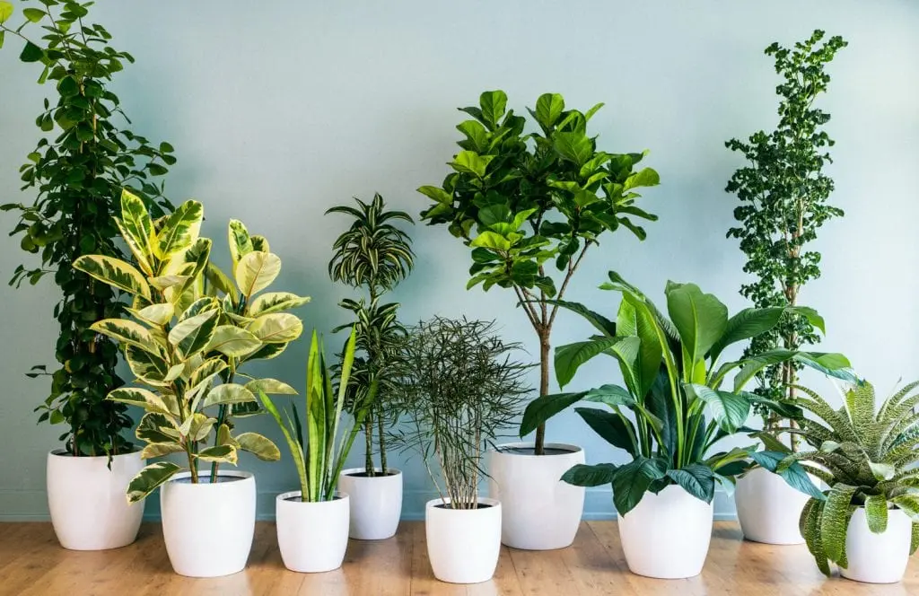 plantas-de-interior-1024x664