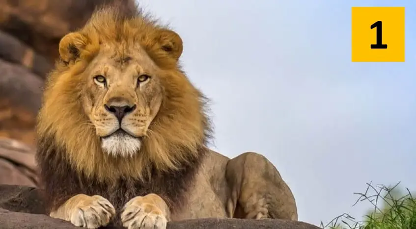 4-animal-personality-test-lion-personality-type