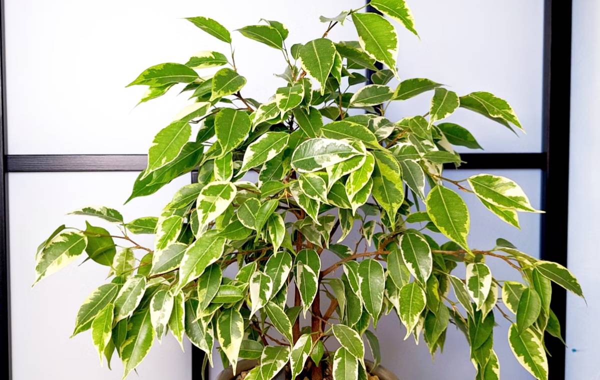 variegated-ficus-benjamina