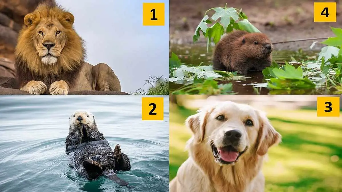 4-animal-personality-test-lion-otter-beaver-retriever-compressed