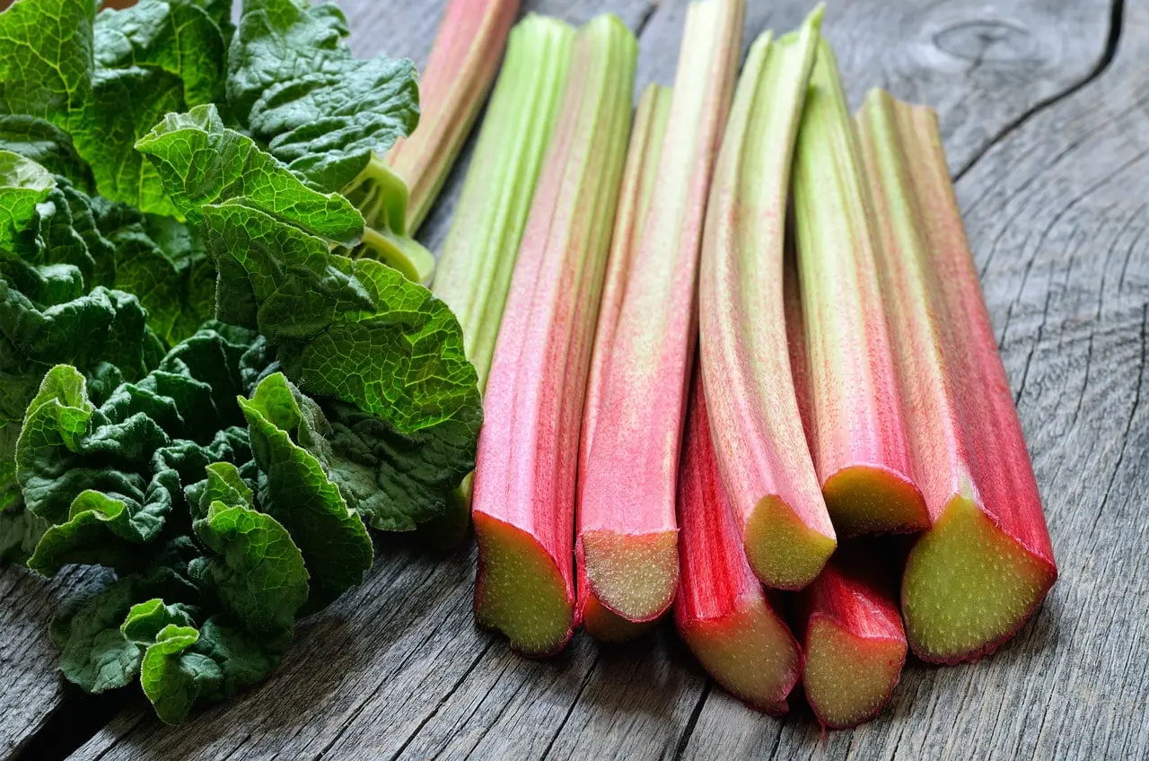 Rhubarb-A-Versatile-And-Delicious-Plant-HealthifyMe