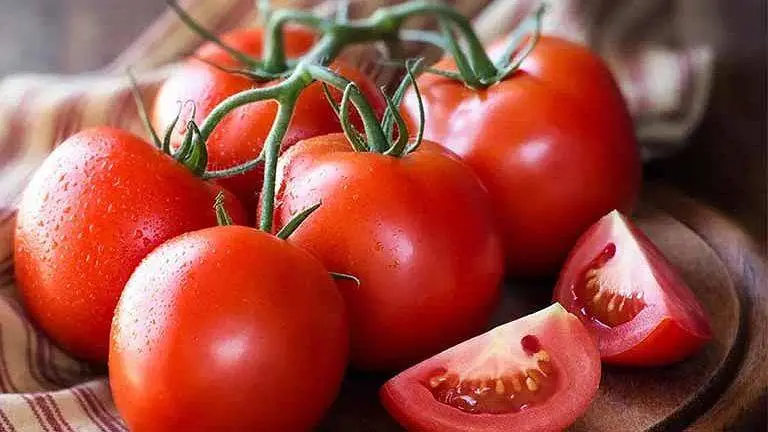 گوجه فرنگی