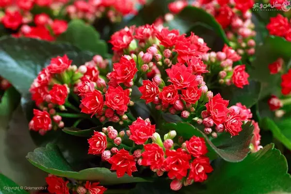 Red-Kalanchoe