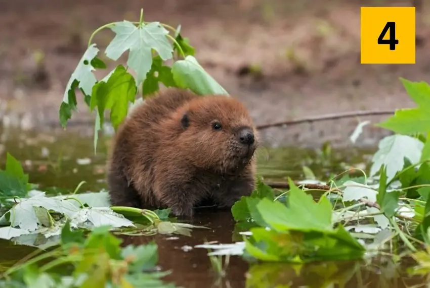 4-animal-personality-test-beaver-personality-type-compressed