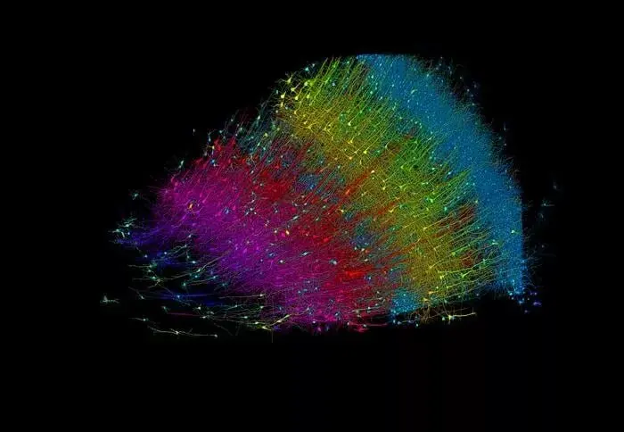 A-fragment-of-human-brain.jpg