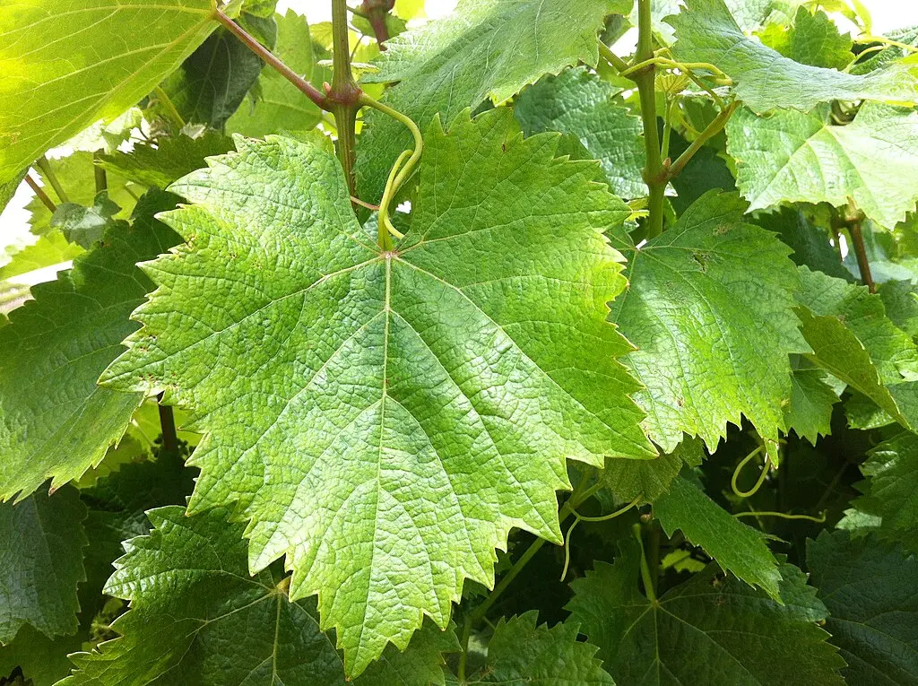 Malbec_leaf_2_at_Red_Willow