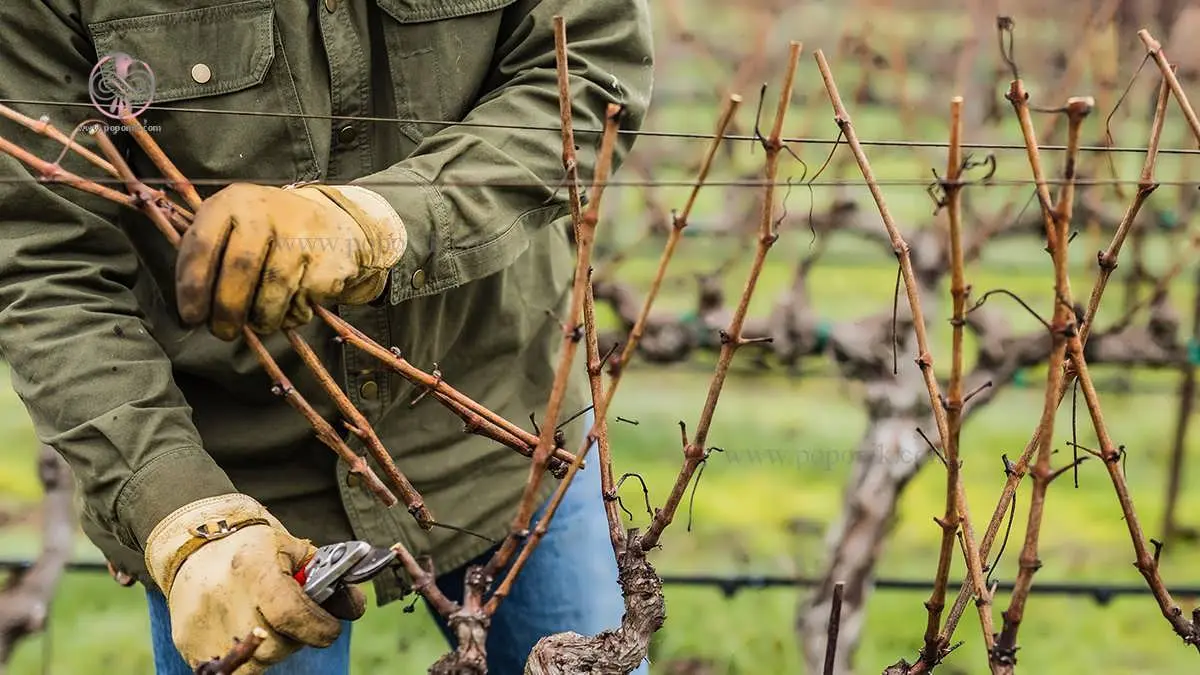 how-to-prune-vines