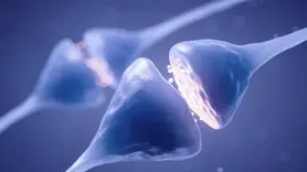 افراد دوپامینی در پارادوکس تلاش چه نقشی دارند؟