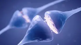 افراد دوپامینی در پارادوکس تلاش چه نقشی دارند؟