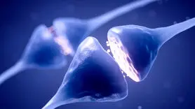 افراد دوپامینی در پارادوکس تلاش چه نقشی دارند؟