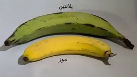 چه تفاوتی بین موز و پلانتین وجود دارد؟ + جدول مقایسه خواص و ارزش غذایی