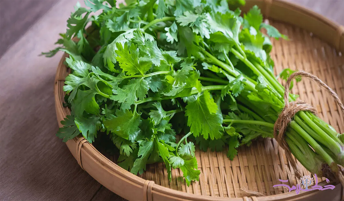 گشنیز چه فوایدی بر سلامت مغز و اعصاب دارد؟