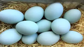 خواص بی نظیر تخم اردک برای سلامت 