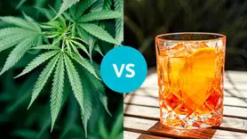 بیشترین استفاده از ماری جوانا مربوط به این گروه سنی است!