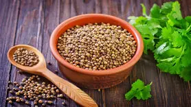 اهمیت مصرف گشنیز در آشپزی +  طرز تهیه پلو و مرغ با گشنیز