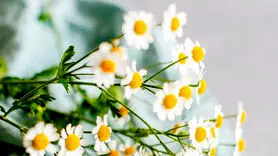 7 معجزه بابونه برای بدن