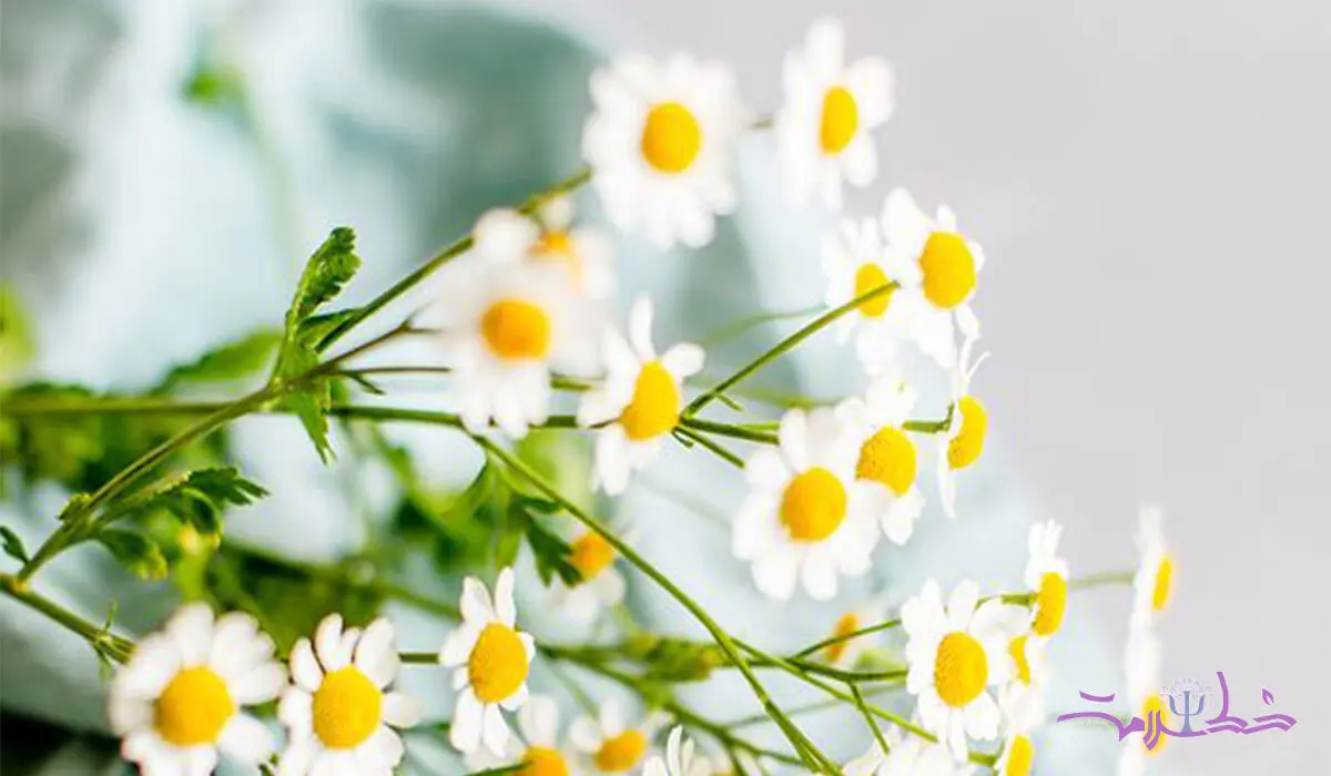 7 معجزه بابونه برای بدن