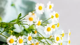 7 معجزه بابونه برای بدن