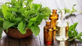 بوی این گیاه خوش‌عطر آسیب های مغزی بیماران آلزایمری راجبران می کند