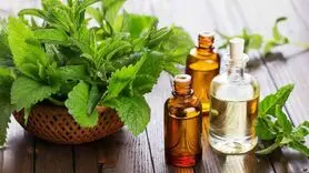 بوی این گیاه خوش‌عطر آسیب های مغزی بیماران آلزایمری راجبران می کند
