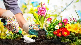 چگونه باغبانی بر سلامت روان تأثیر می گذارد؟