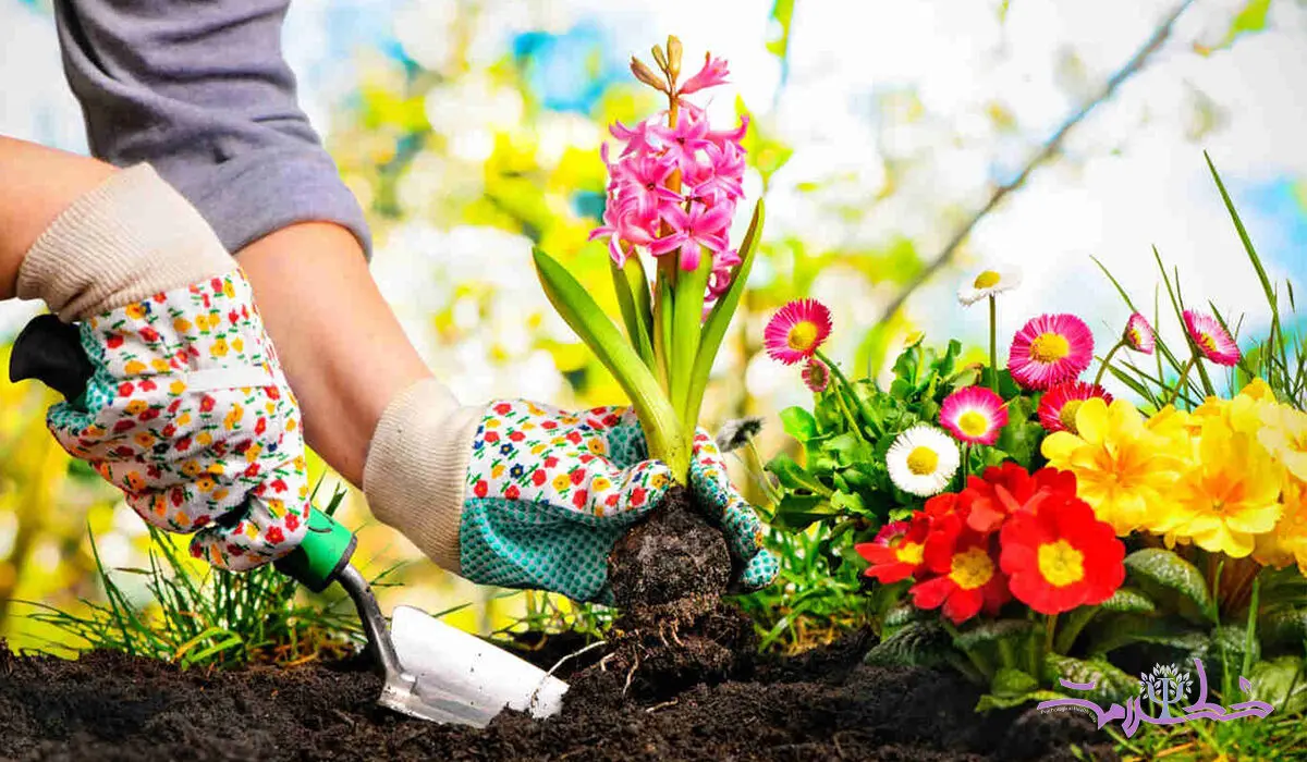 چگونه باغبانی بر سلامت روان تأثیر می گذارد؟