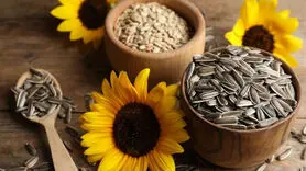 فواید بی نظیر تخمه آفتابگردان لاغری ، استخوان و افسردگی