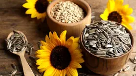 فواید بی نظیر تخمه آفتابگردان لاغری ، استخوان و افسردگی