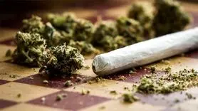 اعتیاد به گل یا توهم جهانی+ آمارها شوک زده تان می کند