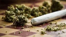 اعتیاد به گل یا توهم جهانی+ آمارها شوک زده تان می کند