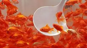 رازهای نگهداری ماهی قرمز شب عید به سبک حرفه‌ای‌ها