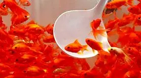 رازهای نگهداری ماهی قرمز شب عید به سبک حرفه‌ای‌ها