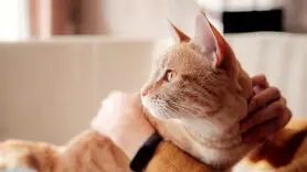 شوک تحقیقات علمی به صاحبان گربه‌‌های خانگی / یک بیماری سخت شما را تهدید می‌کند