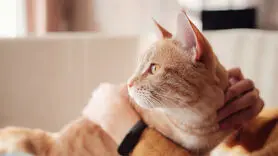 شوک تحقیقات علمی به صاحبان گربه‌‌های خانگی / یک بیماری سخت شما را تهدید می‌کند
