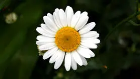 بهترین زمان خوردن چای بابونه 