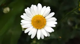 بهترین زمان خوردن چای بابونه 