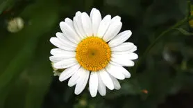 بهترین زمان خوردن چای بابونه 