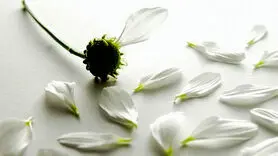 فیلم / 3 دلیل اصلی که یک فرد اقدام به خودکشی می کند