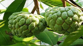 چریمویا میوه‌ای خوشمزه که با اکسیر جوانی