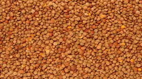 با این 14 ماده غذایی قلب خود را سالم نگه دارید