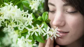 چرا باید یک مشت گل یاس در کیف تان داشته باشید؟