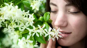 چرا باید یک مشت گل یاس در کیف تان داشته باشید؟