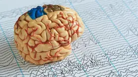 مغز در برابر اینترنت: کدام یک اطلاعات را سریع تر پردازش می کند؟