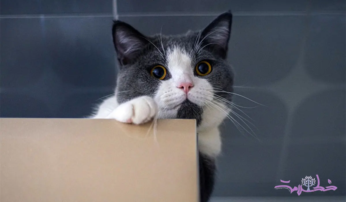 چرا گربه‌ها عاشق جعبه و کارتن هستند؟ 
