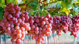 رژیم انگور برای چه افرادی مناسب است؟/ همه چیز درباره این رژیم غذایی 