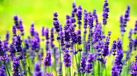 طرز استفاده از اسطوخودوس برای مقابله با اضطراب