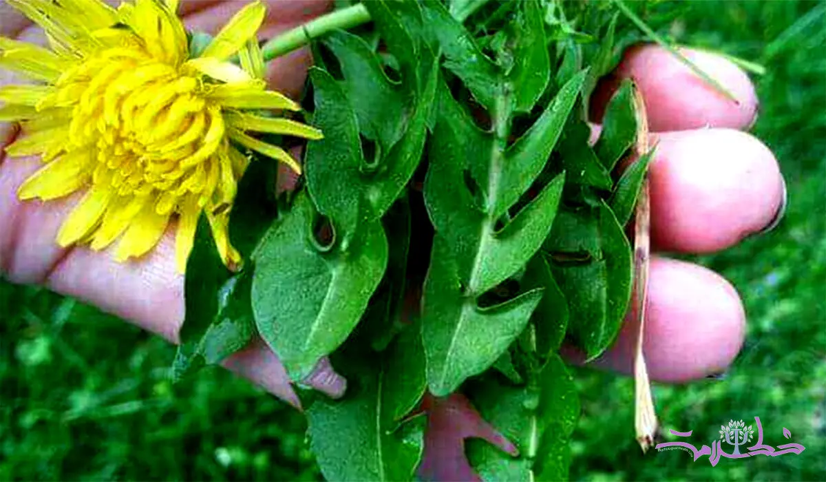 خواص بی نظیر ریشه قاصدک برای سلامتی