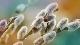 3 گیاه دارویی سالم و طبیعی ضد اضطراب و استرس 