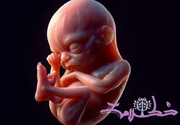 بارداری چند هفته طول می‌کشد؟ + همه چیز درباره مراحل رشد جنین